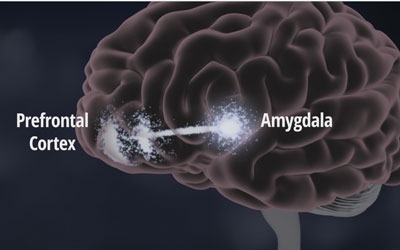 Amygdala or Pre-frontal Cortex: Which Would You Rather Use?